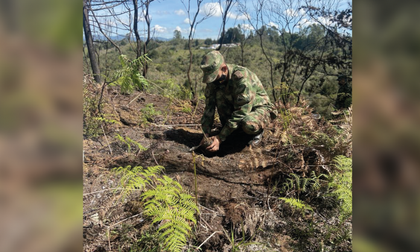 Imagen de Sembraron 600 árboles en Rionegro