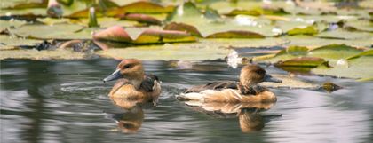 Imagen de  Cornare conmemoró el Día Mundial de los Humedales con jornadas académicas y educativas en la región