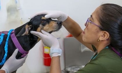 Moquillo canino en Cali: la enfermedad que puede matar a los perros
