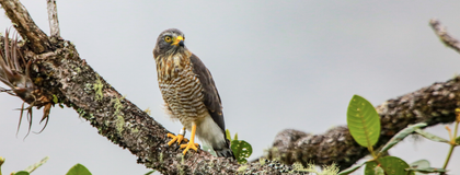 Imagen de  Desde una comadreja hasta un currucutú: liberan 17 animales silvestres en El Retiro