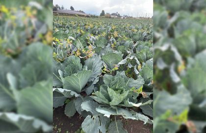 Imagen de  Feria de agronegocios en Rionegro servirá de plataforma para conectar a productores con exportadores