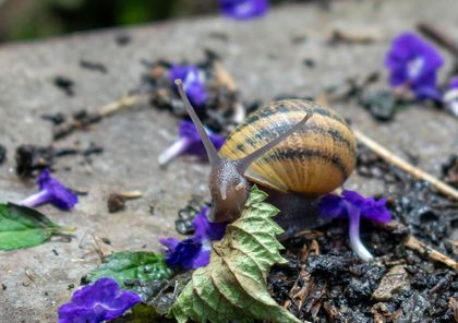 Imagen de  Autoridades y comunidad han recolectado 570 kilos de caracoles invasores este año en el Valle de Aburrá