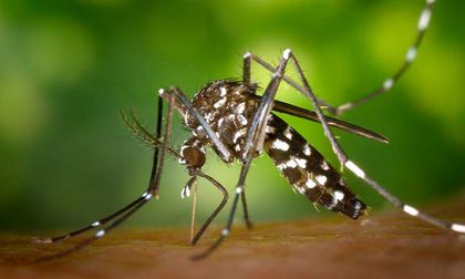 Alerta roja en Cauca por dengue