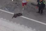 Imagen de Presunto maltrato a un perro desencadenó tragedia durante procedimiento policial en Rionegro