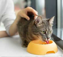 Cuando cambiarle la comida a un gato: señales claras