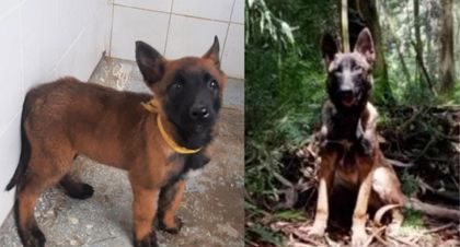 Imagen de  Terminaría la búsqueda de Wilson, perro que fue clave para hallar a los niños en Guaviare