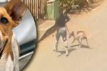 Imagen de Denuncian presunto caso de abandono animal en La Estrella