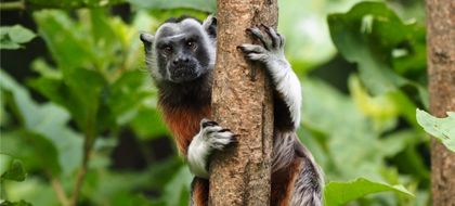 Imagen de Alerta de Cornare: uso de cebaderos en San Carlos y San Rafael afecta la conservación del tití gris