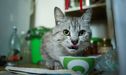 ¿Sabe si los detergentes que usan en su casa pueden matar a su gato?