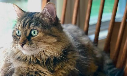 Alerta mundial por la panleucopenia felina: Colombia prende las alarmas y adelanta monitoreos