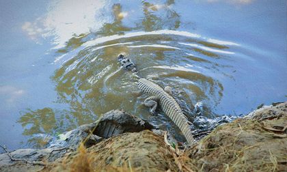 Más de 500 animales silvestres regresaron a la libertad