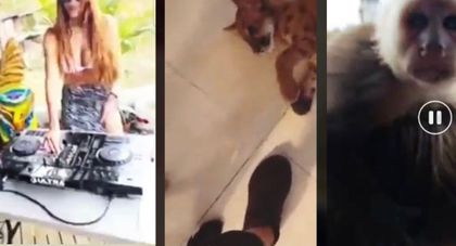 Imagen de Denuncian a DJ de Medellín por tenencia de fauna silvestre: en su poder están un puma y un mono