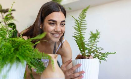 ¿Es cierto que las plantas en casa pueden absorber energía negativa?