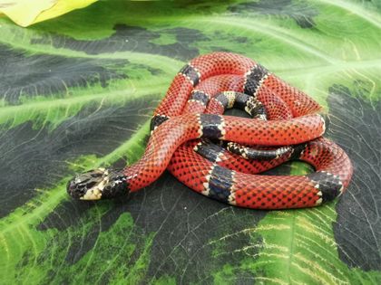 Imagen de  Antioquia lidera investigación científica para tratar la mordedura de serpientes