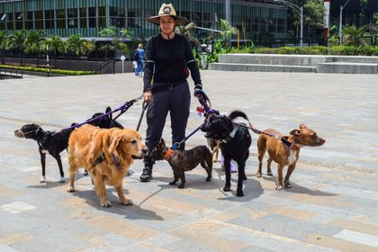 Imagen de Evite que sus animales de compañía sufran golpes de calor, acá las recomendaciones