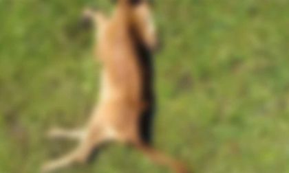 Imagen de Nuevo caso de maltrato animal: un ternero murió por desnutrición