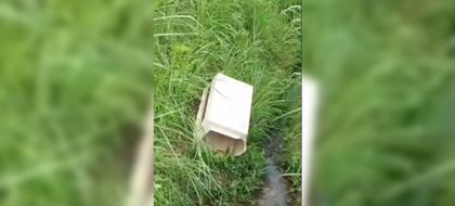 Imagen de  Arrojaron guacal con un perro y dos crías en la autopista Medellín-Bogotá