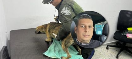 Imagen de  Responsable de brutal maltrato contra un perro en Bolívar quedó en libertad, el canino sobrevivió a la golpiza