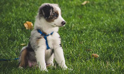 ¿Su cachorro es muy inquieto? Vea cómo lidiar con su energía inagotable
