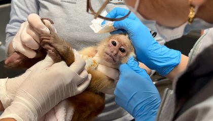 Imagen de  Mono cariblanco rescatado en condiciones críticas en el Valle de Aburrá: otra víctima del tráfico ilegal de fauna