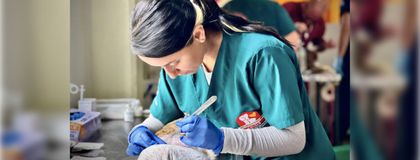 Imagen de En Rionegro están abiertas las inscripciones para la esterilización de perros y gatos