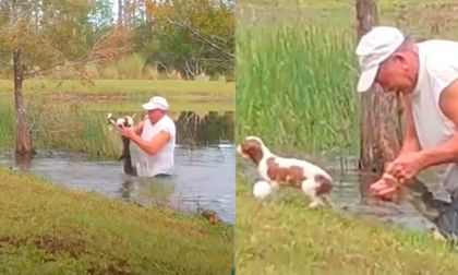 Hombre se enfrentó a cocodrilo para salvar a su perro