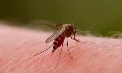 Valle entre los departamentos con más casos de dengue
