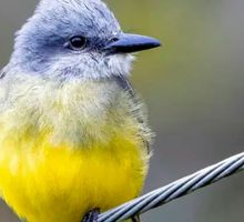 Colombia Birdfair 2026 en Cali ofrecerá 70% de actividades gratuitas