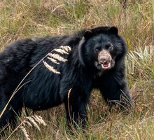 Crece población de oso andino