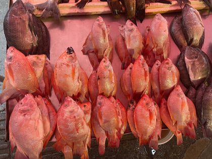 Imagen de  Pilas con compra de pescado en Semana Santa, las escamas no deben ser verdes