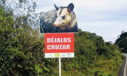 Imagen de  #DéjalosCruzar: autoridades refuerzan campaña para evitar el atropellamiento de fauna silvestre