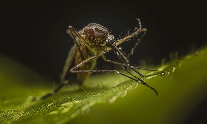 Sequías y cambio climático favorecen la expansión del virus del Nilo Occidental