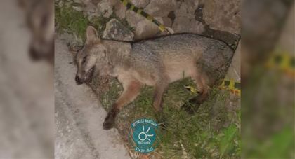 Imagen de  ¡Cuidemos la fauna silvestre! Zorro perruno fue atropellado en la vía El Canadá-El Carmen