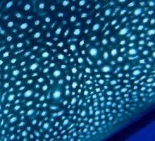 Tiburón ballena regresa al Pacífico chocoano