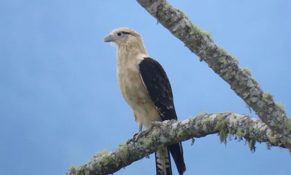 El Aguila también es paraíso de las aves