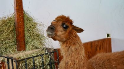 Imagen de Ámbar, la llama rescatada en Rionegro, inicia una nueva vida tras un mes de recuperación