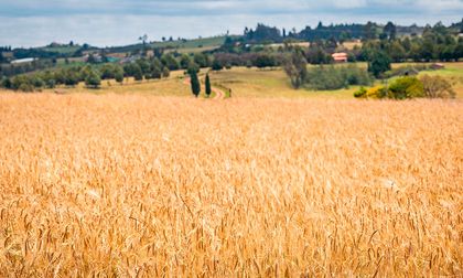 Fenalce advierte sobre el peligro de la aprobación de un arancel al 0 % para la cebada