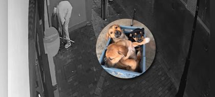 Imagen de  Indignación en Rionegro por abandono de tres cachorros en vía pública