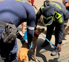 Conmovedor rescate de nuevo animales en un incendio en Cali