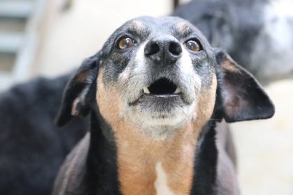Imagen de  Los «viejitos» del centro de bienestar animal La Perla tendrán su propia jornada de adopción en Medellín