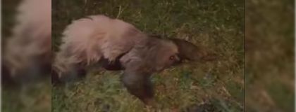 Imagen de  ¿Qué hacía un perezoso con su cría en zona urbana de Rionegro?