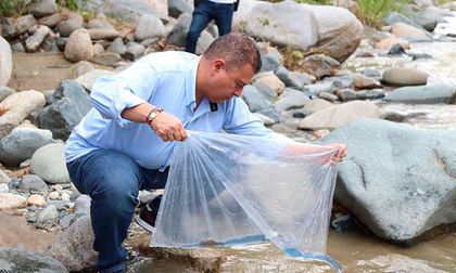 Van cuatro millones de peces sembrados en el Valle