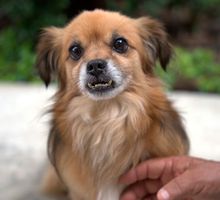 Evita fugas y estrés: así puedes proteger a tu mascota de la pólvora en Cali