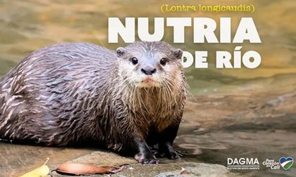 Nutria de río ha sido avistada en el río Cali