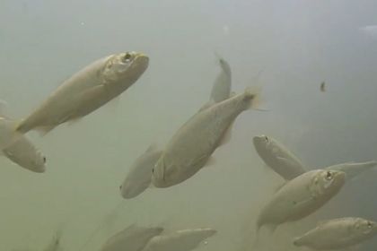 Imagen de  Concejales y ambientalistas de Alejandría quieren declarar a la sabaleta como patrimonio