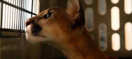 Imagen de Puma rescatado en Girardota está amansado: peligra su retorno a la vida silvestre