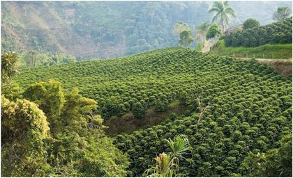 19 mil millones dejará la cosecha cafetera en Abejorral