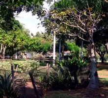 Plantas únicas en Cali: 18 especies sin réplica destacan en el inventario arbóreo