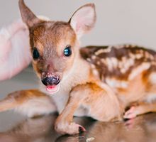 Cría de venado hallada en Cauca se recupera en Cali