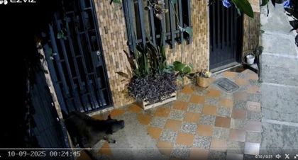 Imagen de  “No soy maltratador animal”: hombre que atacó a un canino en El Peñol entregó su versión del suceso